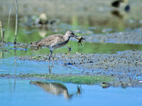 Tringa semipalmatus WILLET 47221z