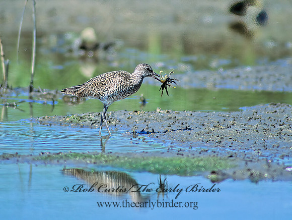 Tringa semipalmatus  WILLET 47221z