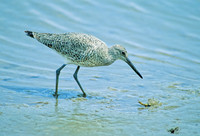Tringa semipalmatus WILLET 68404z