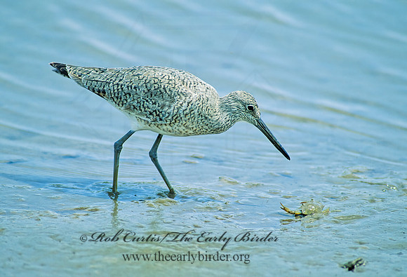 Tringa semipalmatus  WILLET 68404z