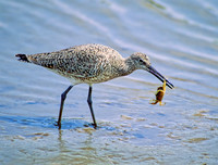 Tringa semipalmatus WILLET 68406 Willetz