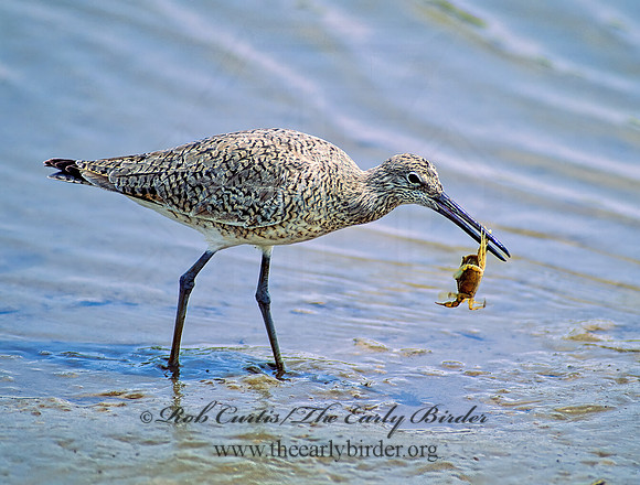Tringa semipalmatus  WILLET 68406 Willetz