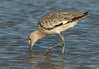 Tringa semipalmatus WILLET 7003988z