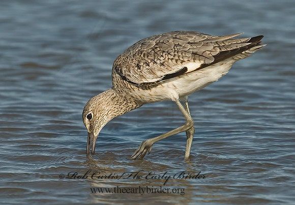 Tringa semipalmatus  WILLET 7003988z