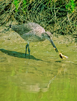 Tringa semipalmatus WILLET 68333z
