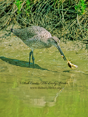 Tringa semipalmatus  WILLET 68333z