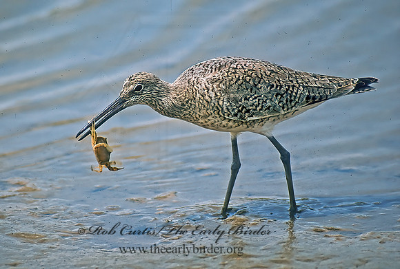 Tringa semipalmatus  WILLET 68406z