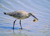 Tringa semipalmatus WILLET 68407z
