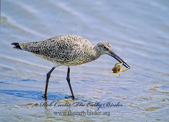 Tringa semipalmatus  WILLET 68407z