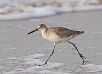 Tringa semipalmatus WILLET 6022357z