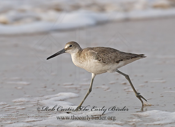 Tringa semipalmatus  WILLET 6022357z
