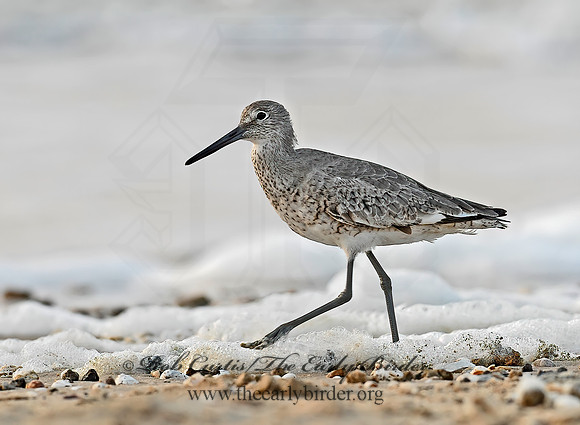 Tringa semipalmatus  WILLET 6022292z