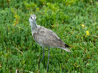 Tringa semipalmatus WILLET 9057329z