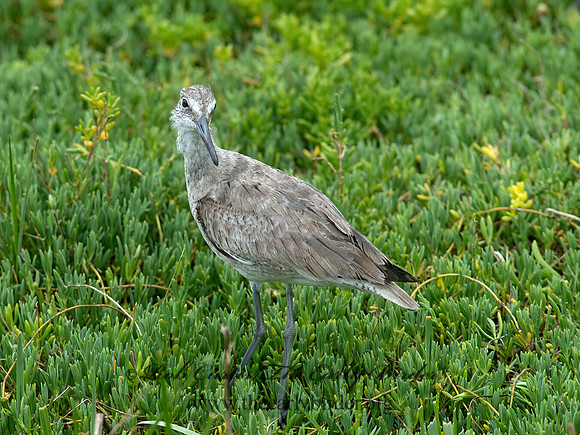 Tringa semipalmatus  WILLET 9057329z