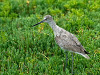 Tringa semipalmatus WILLET 9057328z