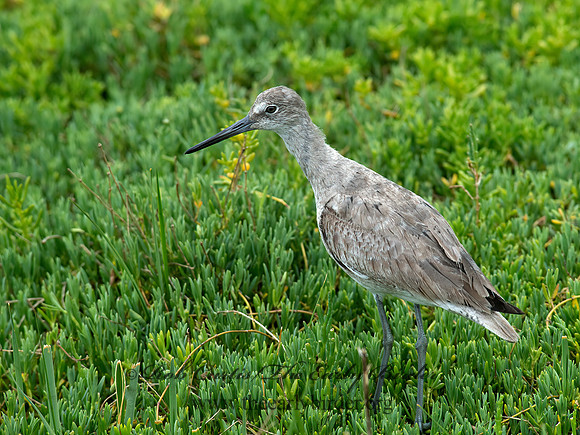 Tringa semipalmatus  WILLET 9057328z