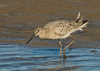 Tringa semipalmatus WILLET 7003697z