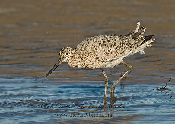 Tringa semipalmatus  WILLET 7003697z