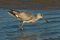 Tringa semipalmatus WILLET 7003700z