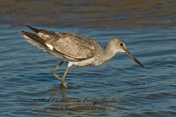 Tringa semipalmatus  WILLET 7003700z