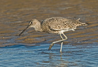 Tringa semipalmatus WILLET 7003704z