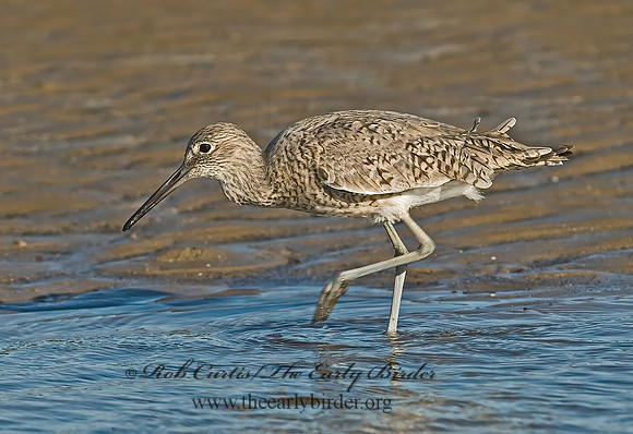 Tringa semipalmatus  WILLET 7003704z