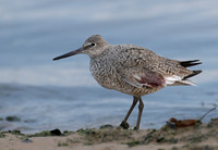 Tringa semipalmatus WILLET 7014372z