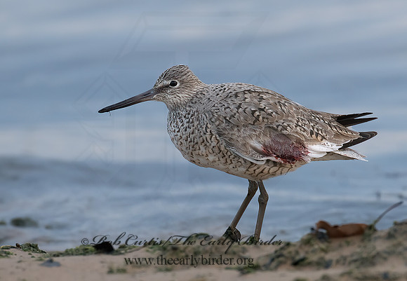 Tringa semipalmatus  WILLET 7014372z