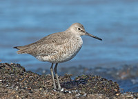 Tringa semipalmatus WILLET 9001365z