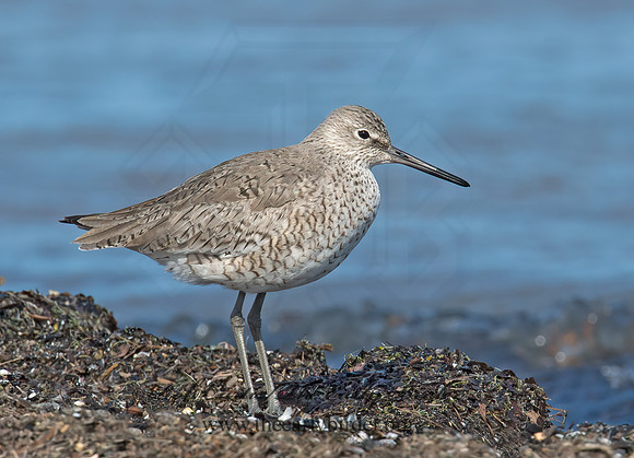 Tringa semipalmatus  WILLET 9001365z