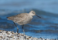 Tringa semipalmatus WILLET 9001408z