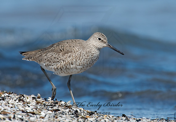 Tringa semipalmatus  WILLET 9001408z