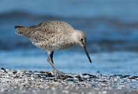 Tringa semipalmatus  WILLET 9001412z