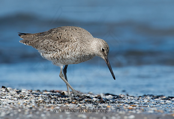 Tringa semipalmatus  WILLET 9001412z