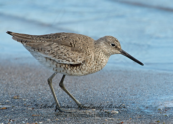 Tringa semipalmatus  WILLET 9001271z
