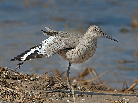 Tringa semipalmatus  WILLET 9030277z