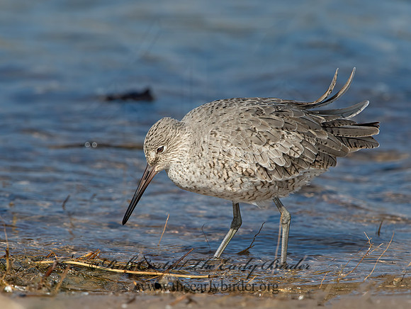 Tringa semipalmatus  WILLET 9030278z