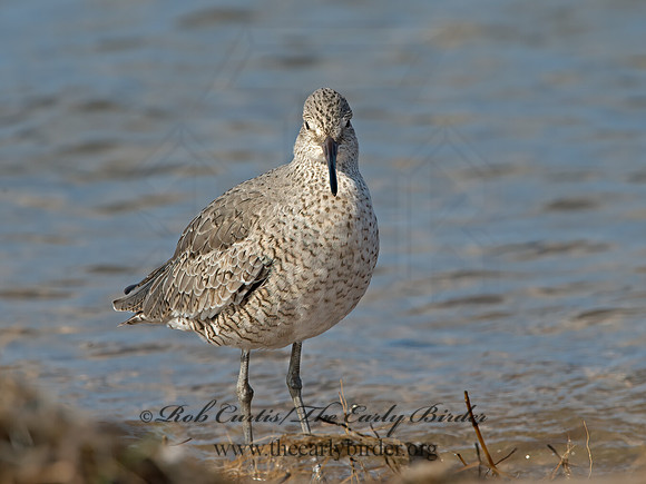 Tringa semipalmatus  WILLET 9030285z