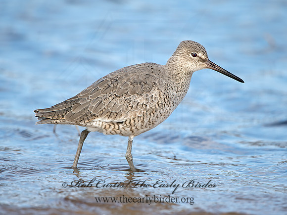 Tringa semipalmatus  WILLET 9030293z