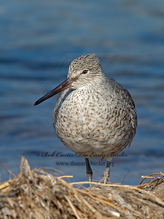 Tringa semipalmatus  WILLET 9030299z