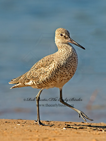Tringa semipalmatus  WILLET 9030305z