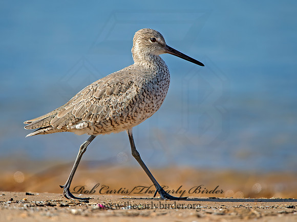Tringa semipalmatus  WILLET 9030307z