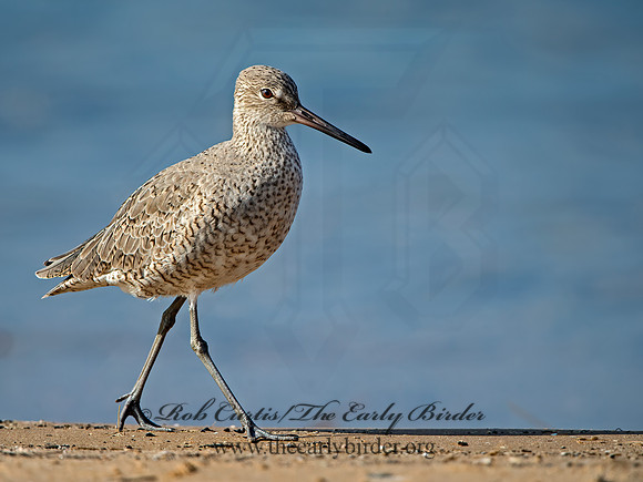 Tringa semipalmatus  WILLET 9030308z