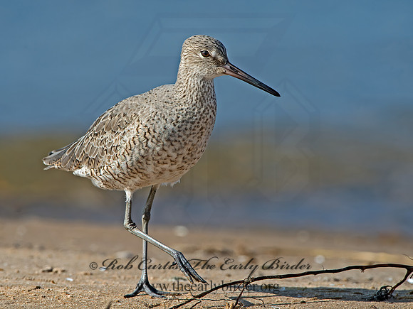 Tringa semipalmatus  WILLET 9030310z