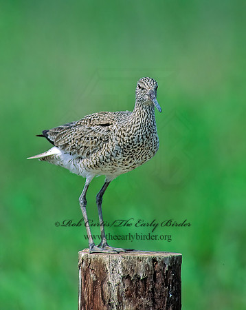 Tringa semipalmatus  WILLET 45831z