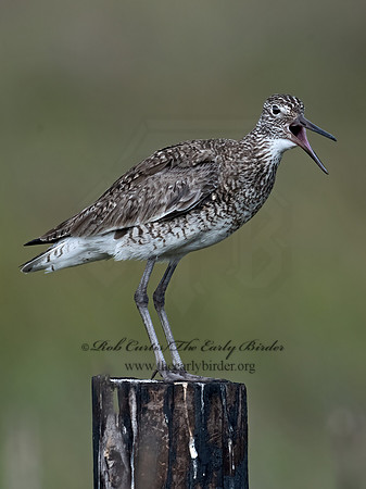 Tringa semipalmatus  WILLET 3028661z