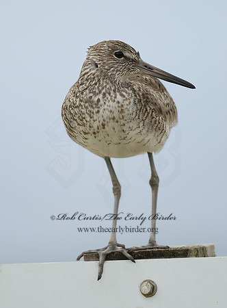 Tringa semipalmatus  WILLET 7002897z