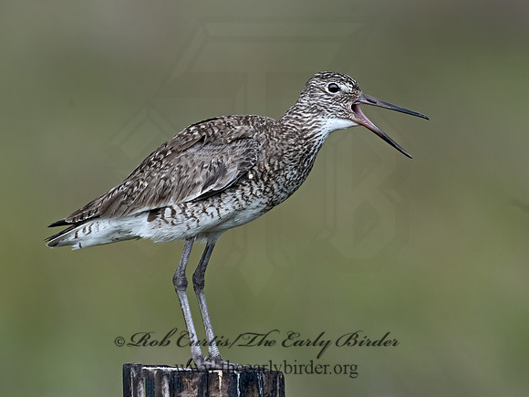 Tringa semipalmatus  WILLET 3028663z
