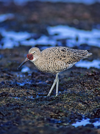 Tringa semipalmatus  WILLET 124824z