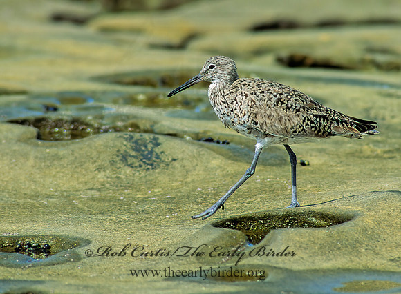 Tringa semipalmatus  WILLET 123808z